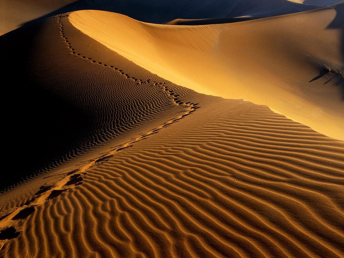 3623822_footprintsnamibdesertnamibiaafricabackgroundswallpapers (700x525, 103Kb)