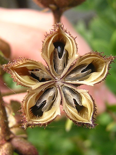 449px-Dictamnus_albus_seeds (449x599, 53Kb)