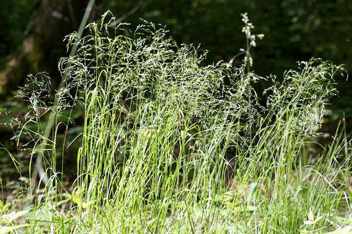   (Agrostis alba L.)/4316166_Agrostis_alba_21 (700x465, 119Kb)