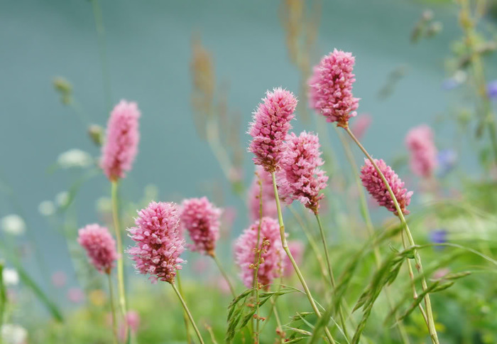  - (Polygonum carneum C. Koch).   -           .        .      ,    .         