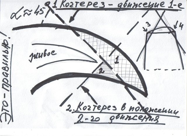 4174172_sobaka_strich_kogti (640x465, 66Kb)