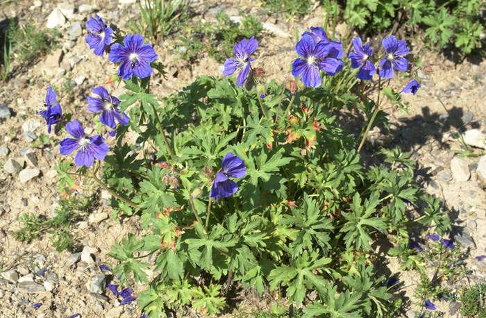 Geranium gymnocaulon DC. ( Geraniaceae)  .     ./4316166__vyrd11_152039GeraGymnoTrs (700x458, 236Kb)