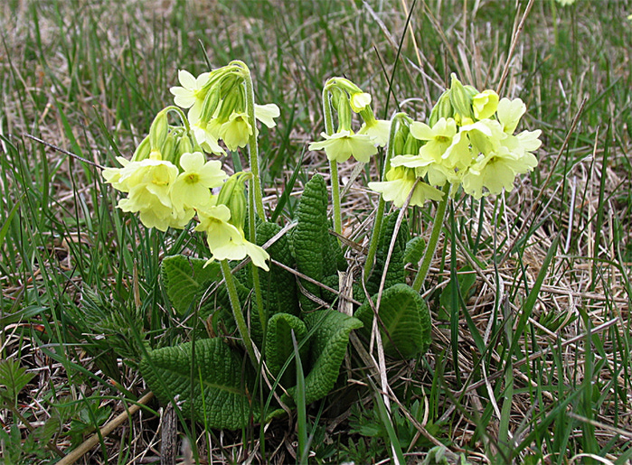 Primula ruprechtii Kusn. (Primulaceae)    ()    14.05.2006.  , -,  ,   ,  .  .   .        ./4316166_primyla (700x515, 358Kb)