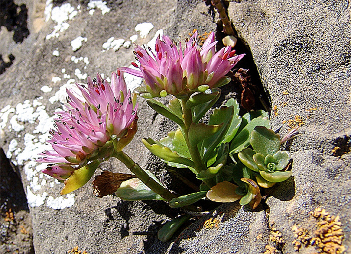 Sedum spurium M. Bieb. ( Crassulaceae)     ( ).      .  , ,  . 13.08.2007.     ,      ,   .  /4316166_ochitok1 (700x506, 353Kb)