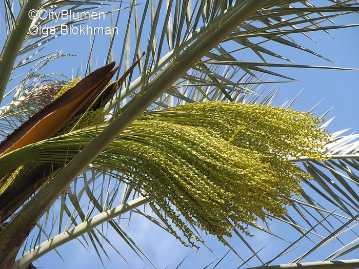 Phoenix canariensis1204_9746 (700x525, 393Kb)