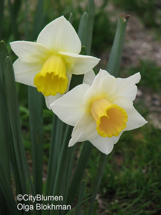 Narcissus pseudonarcissus1203_8171 (525x700, 227Kb)