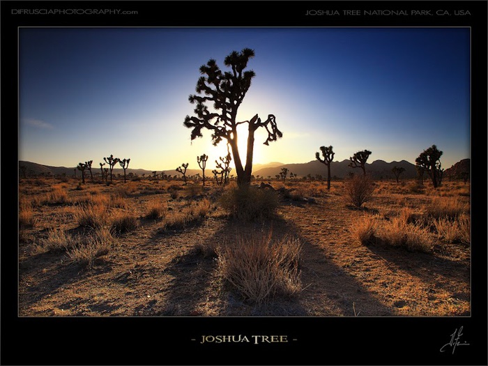 Joshua-Tree (700x525, 117Kb)