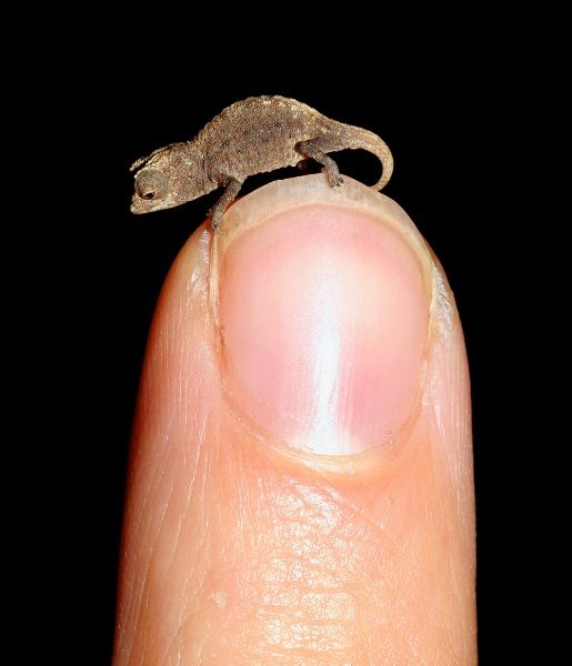 Brookesia micra -    