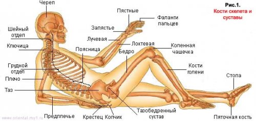 1237822997_skeletside (500x237, 30Kb)