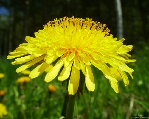 1178017616_1od[1] (500x400, 39Kb)