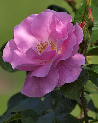 0_4f55d_3965a077_L (401x500, 46Kb)
