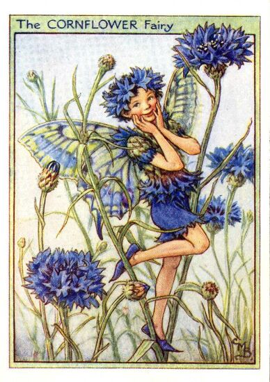 cornflower_flower_fairy (388x550, 64Kb)