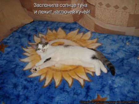 кошки солнце котоматрицы