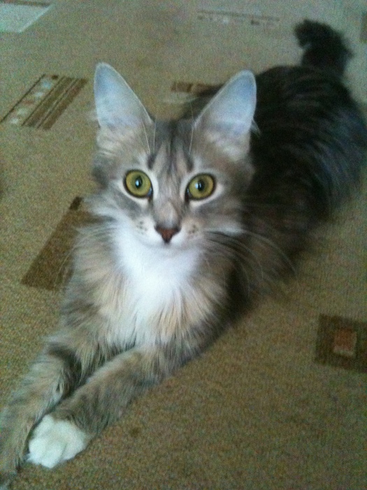 IMG_0678 (525x700, 159Kb)
