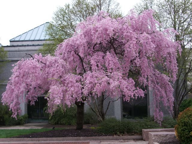 sakura_tree_full_full (640x480, 120Kb)