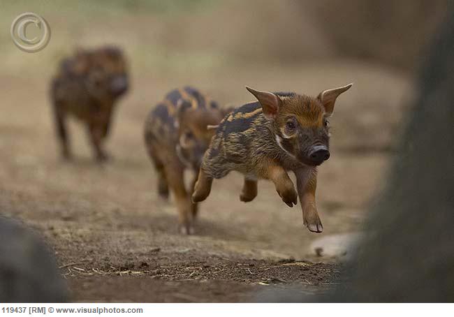 red_river_hog_potamochoerus_porcus_piglets_running_119437 (650x454, 27Kb)