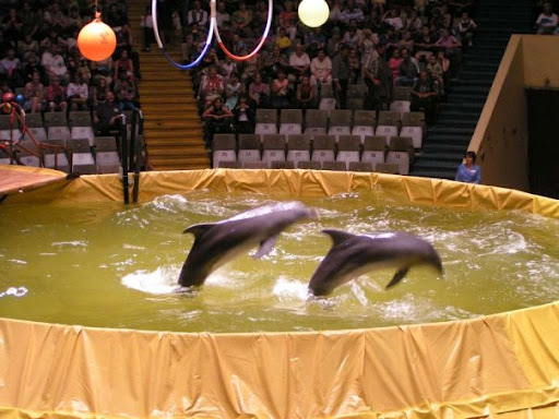 1336216588_Dolphins_circus (512x384, 69Kb)