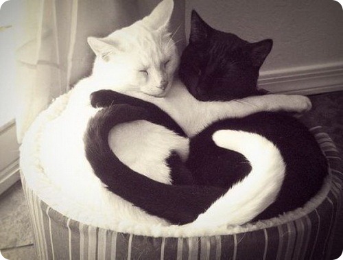 cat_facts_775 (500x379, 48Kb)