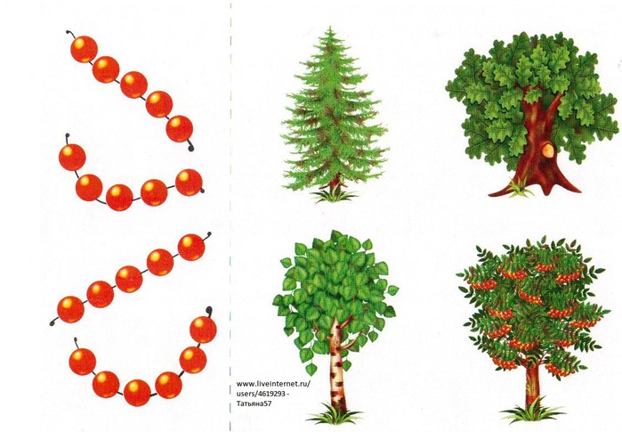 Дерево 4 буквы. Что лишнее деревья. 4 Лишний деревья. Четвертый лишний деревья для дошкольников. Найди лишнее дерево.