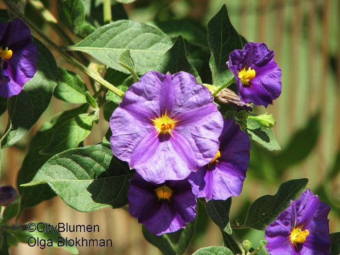 Solanum rantonnetii1204_9789 (700x525, 309Kb)