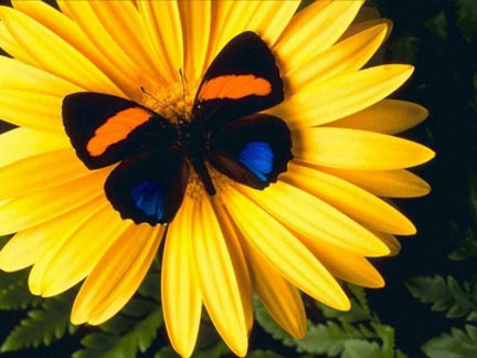2005-4-10-butterfly-on-flower-sm(1)[1] (432x324, 36Kb)