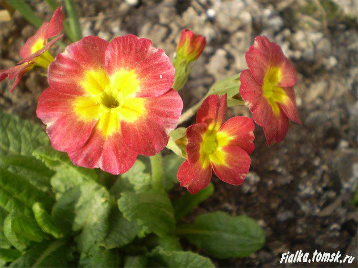 Primula7 (700x525, 50Kb)