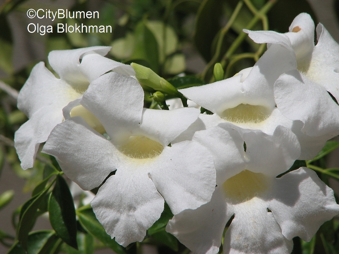 Pandorea jasminoides1204_0014 (700x525, 260Kb)