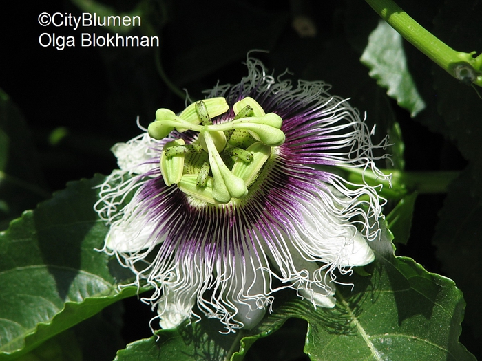 Passiflora edulis1204_0011 (700x525, 296Kb)