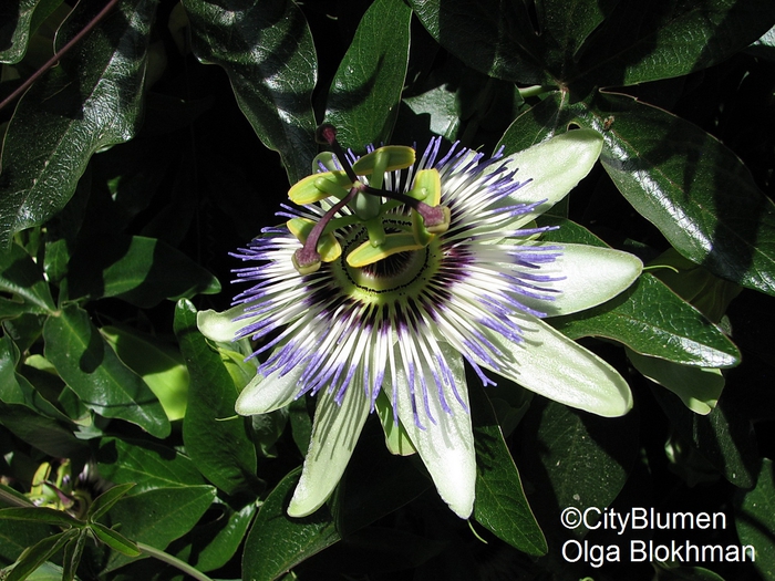 Passiflora caerulea1204_0021 (700x525, 318Kb)