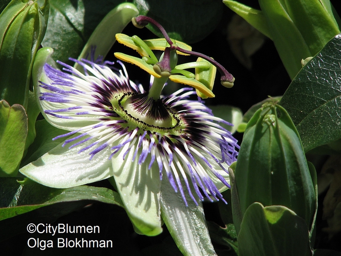 Passiflora caerulea1204_0023 (700x525, 311Kb)