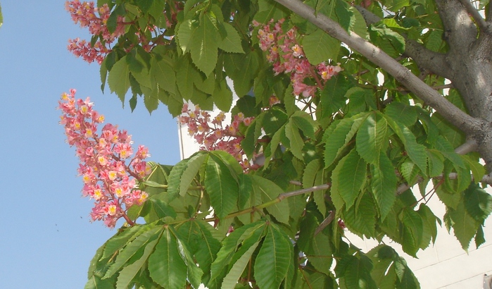 Каштановое дерево фото как цветет