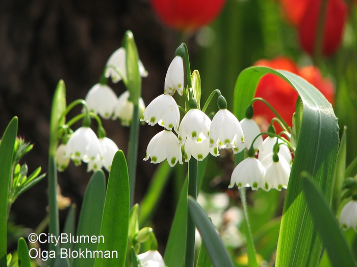 Leucojum1203_8602 (700x525, 254Kb)