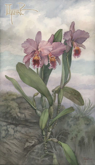 Orchidaceae Cattleya (374x650, 101Kb)