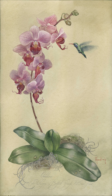 Orchidaceae. Phalaenopsis Bedford (374x650, 107Kb)