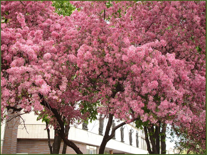 Дерево цветет розовым цветом название. Сакура Сибирская миндаль черешковый. Миндаль черешковый. Миндаль черешковый куст. Саженцы миндаль Сакура.