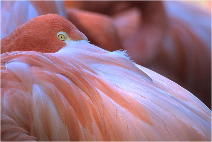 flamingo-02-thumb-700x468-11249 (700x467, 128Kb)