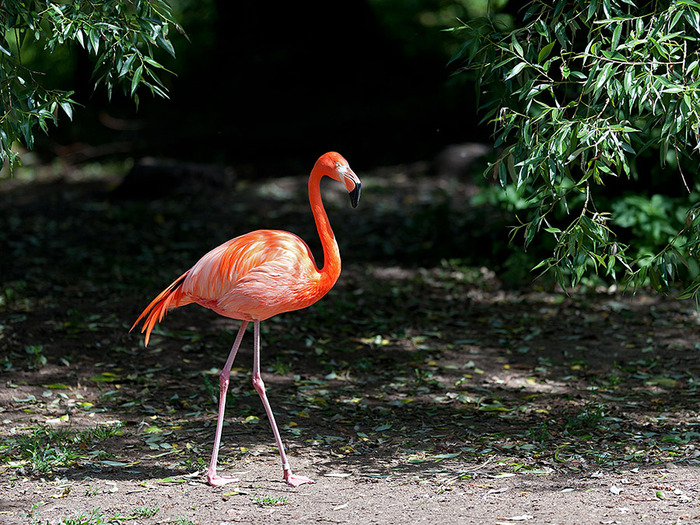 flamingo-04-thumb-700x525-11253 (700x525, 241Kb)