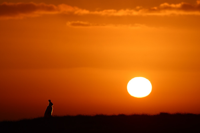 mountain-hare-at-dawn (700x466, 33Kb)