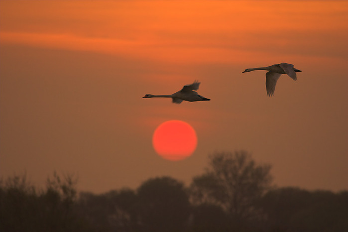 mute-swans-in-flight-at-dawn (700x466, 34Kb)