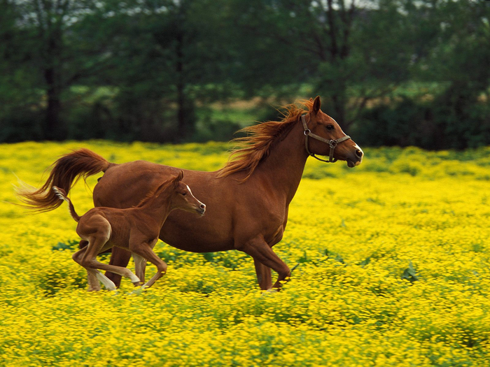 Horse-baby[1] (700x525, 502Kb)