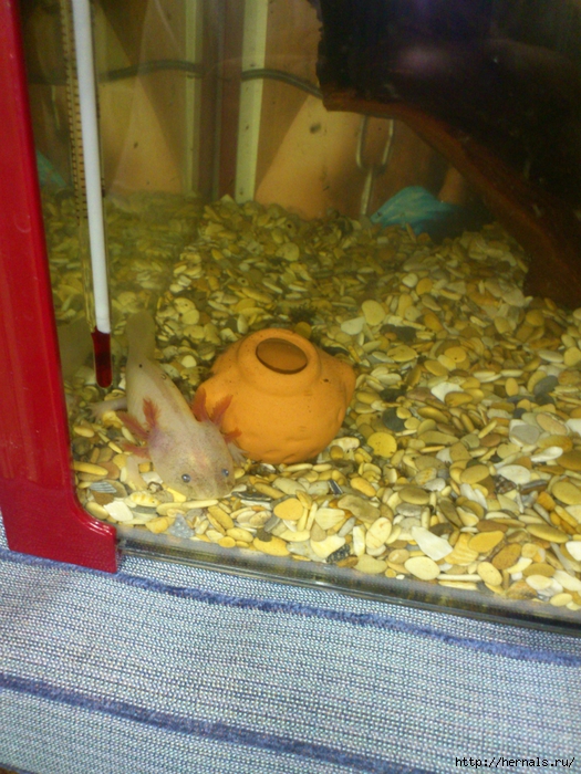 ���������� ���������