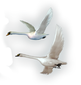 3996605_lebedi_letyat_1_ (280x291, 104Kb)