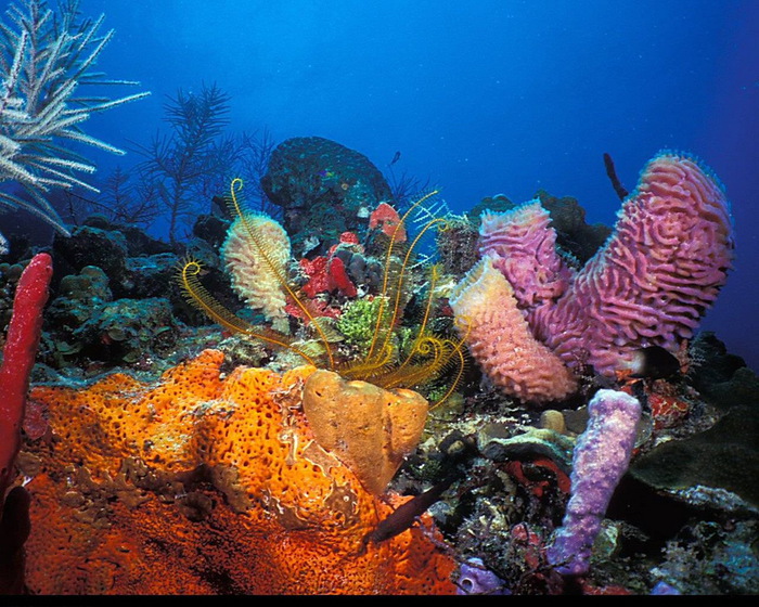 Большое Фото Подводного Мира