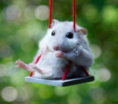 2971058_AdorableHamster (500x443, 135Kb)