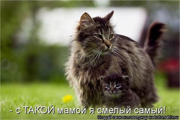 кошка мама    