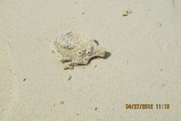 IMG_5287 (700x467, 445Kb)