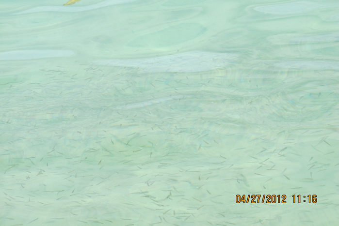 IMG_5289 (700x467, 278Kb)