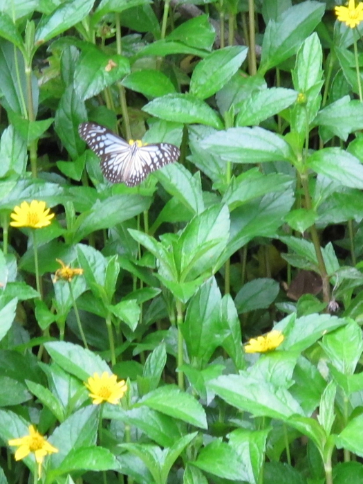 IMG_5423 (525x700, 445Kb)
