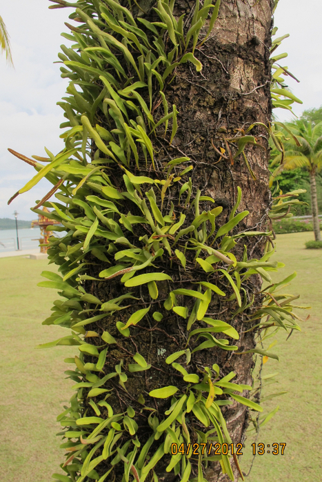 IMG_5434 (467x700, 521Kb)