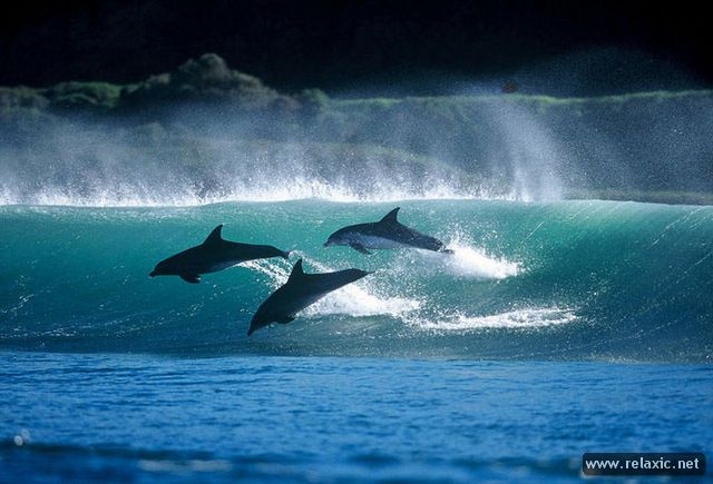 Dolphins_021 (740x535, 51Kb)